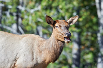 Wildlife Yellowstone<br>NIKON D4, 500 mm, 500 ISO,  1/1600 sec,  f : 5.6 